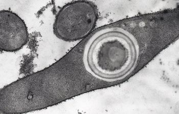 Томские ученые обосновали широкое распространение термостойких бактерий