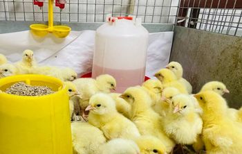 Ученые Тимирязевской академии создают безопасную альтернативу кормовым антибиотикам