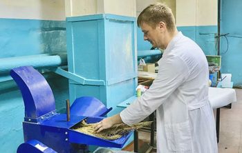 Витамины из елки: дальневосточный ученый получил грант на создание хвойной кормовой добавки