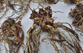 Ученые ТГУ запатентовали способ сохранения краснокнижного растения с помощью водорослей