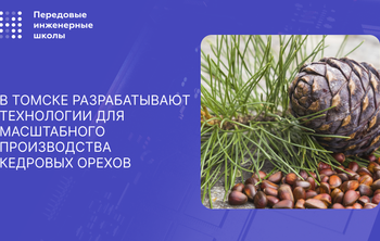 В Томске предлагают использовать дроны и экзоскелеты для эффективного сбора кедровых шишек