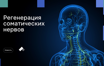 Ученые разработали структуры для регенерации соматических нервов