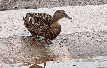 Донские ученые научили искусственный интеллект следить за здоровьем кряквы