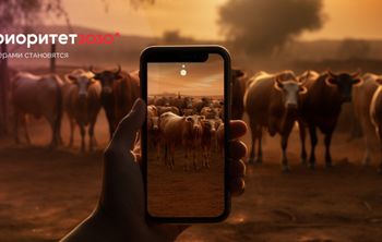 В Вавиловском университете разработано приложение для мониторинга здоровья крупного рогатого скота 