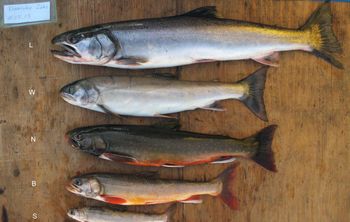 Как меняются механизмы развития у лососевых?