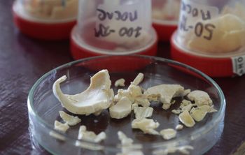 Ученые СГУ нашли еще одно применение панцирям ракообразных