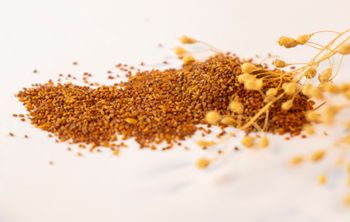 Саратовские ученые разработали новые сорта масличных культур 