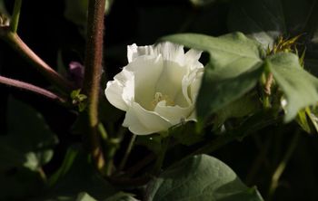 Учёные разработали новый метод селекции хлопчатника 