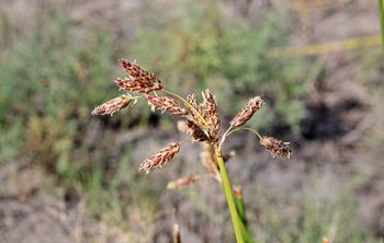 Астраханские ученые открыли новый вид растения