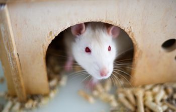 Ученые выявили взаимосвязь между возбудимостью нервной системы и кишечной микрофлорой 