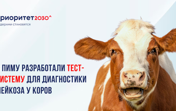 Учёные ПИМУ разработали тест-систему для ранней диагностики лейкоза у коров