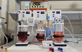 ЖКТ на службе у науки: в ДГТУ создают желудочно-кишечный тракт свиньи для тестирования ветеринарных препаратов.