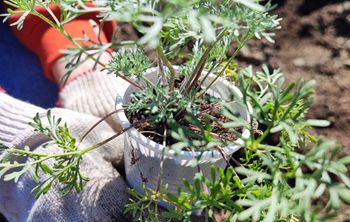 В Бурятии выращивают полынь для производства антибактериального бальзама