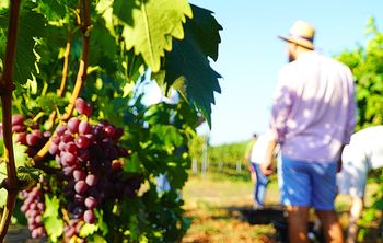 Разработка ученых Кубанского аграрного университета позволит в три раза сократить время обновления виноградников