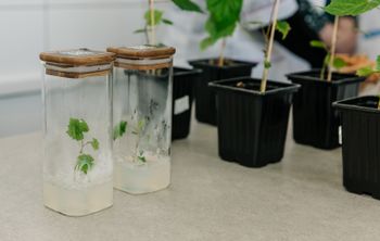 В КФУ открыли прививочный комплекс для производства саженцев винограда