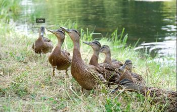 ИИ-орнитолог: нейросеть поможет распознать стресс у утки-кряквы и сохранить ее популяцию