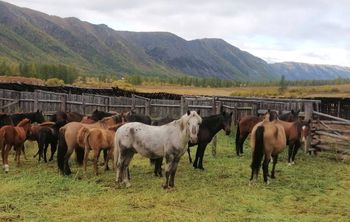В России разрабатывают цифровую платформу для геномной селекции лошадей