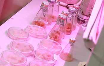 Предложенный якутскими учеными способ получения тканей растений может помочь в лечении онкологических заболеваний