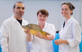 На Кубани разработали первый капсулированный лечебный корм для рыб