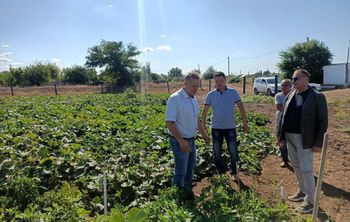 Астраханские ученые вывели новые сорта арахиса