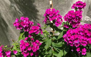 Тимирязевская академия возрождает селекцию отечественных агрокультур