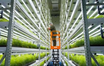 Ученые КемГУ разработали программу для автоматизации гидропонного выращивания хвойных саженцев