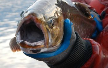 Голец в приоритете: ученые спасают сверххищника камчатских озер