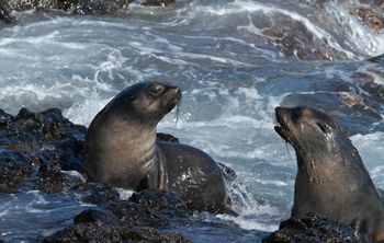 Учёные КамГУ им. Витуса Беринга исследуют морских млекопитающих Камчатки