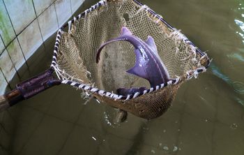 Учёные КубГАУ нашли способ в два раза увеличить производство чёрной икры