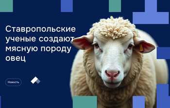 Ставропольские селекционеры создают мясную породу овец