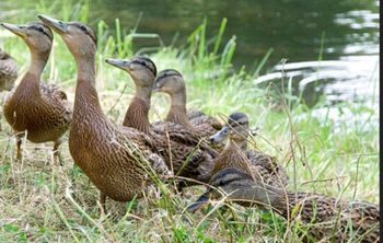 ИИ-орнитолог: нейросеть поможет распознать стресс у утки-кряквы и сохранить ее популяцию