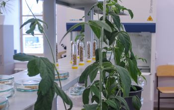 Амурские ученые проводят оценку устойчивости сортообразцов сои к заболеваниям 