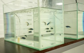 Донские ученые спасают исчезающие виды рыб