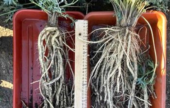 Бурятские ученые усовершенствовали технологию выращивания сапожниковии