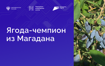 Исследователи ВИША ТГУ нашли самую полезную жимолость