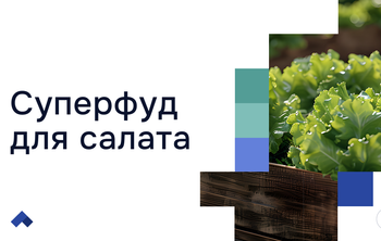 Ученые НГТУ НЭТИ увеличили урожайность листового салата с помощью биогеля