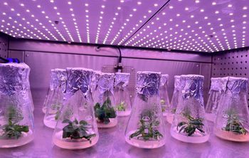 Груши из пробирки: как чеченские ученые продвигают устойчивое садоводство