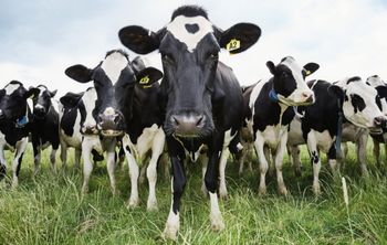 Гипоаллергенное молоко станет доступнее