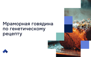 Ученые Тимирязевки нашли способ улучшить вкус и ценность говядины