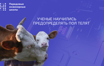 Томские ученые научились предопределять пол телят