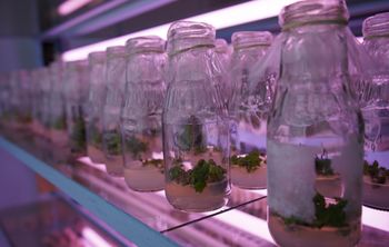 В Вавиловском университете открыли сетевую образовательную программу по генетике 