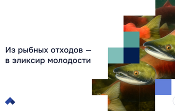В ПНИПУ впервые создали способ выделения ДНК из молок лососевых рыб для биомедицины