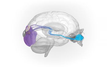 Российские ученые разработали устройство, которое вернет человеку способность видеть