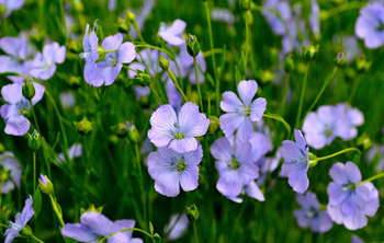 В Тимирязевке научились точно рассчитывать дозы удобрений для льна