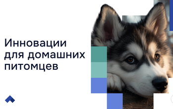 Препарат ученых ДГТУ вылечит от облысения четвероногих пациентов