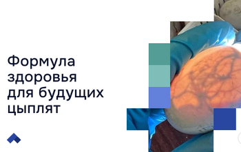 Донские ученые нашли способ повысить стрессоустойчивость молодняка птицы