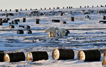 Изобретение омских ученых поможет уменьшить количество мусора в Арктике