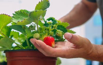 Ставропольские ученые разрабатывают технологию выращивания безвирусной рассады ягодных культур