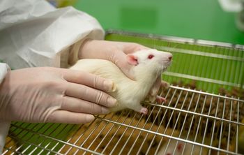 Исследование уральских ученых подтвердило, что наночастицы железа влияют на нервную систему