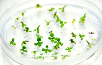 Сохранить краснокнижные растения теперь легче: в ЮФУ предложили улучшенный алгоритм для размножения растений